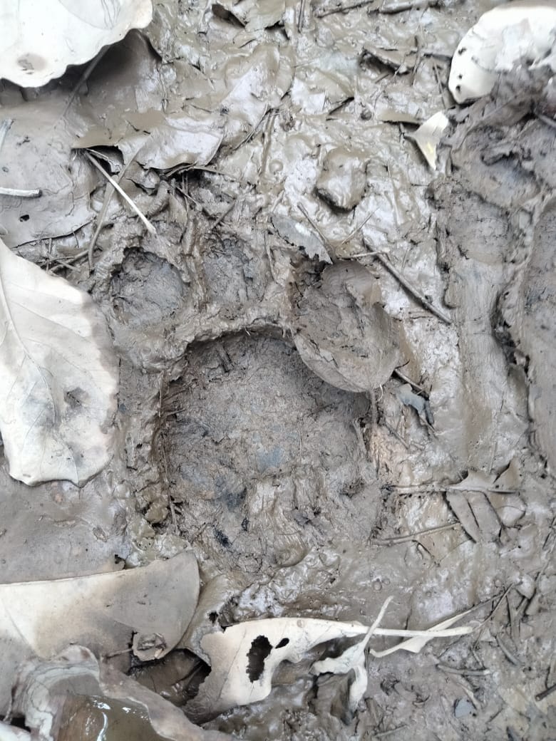 Elephants broke the power line, the tiger roared after seeing the workers who went to repair it