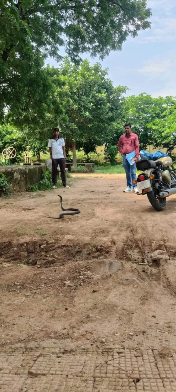 खेल संकुल में कोबरा का आतंक, 5 फिट कोबरा आने से मचा हड़कंप, वन विभाग ने रेस्क्यू कर जंगल में छो