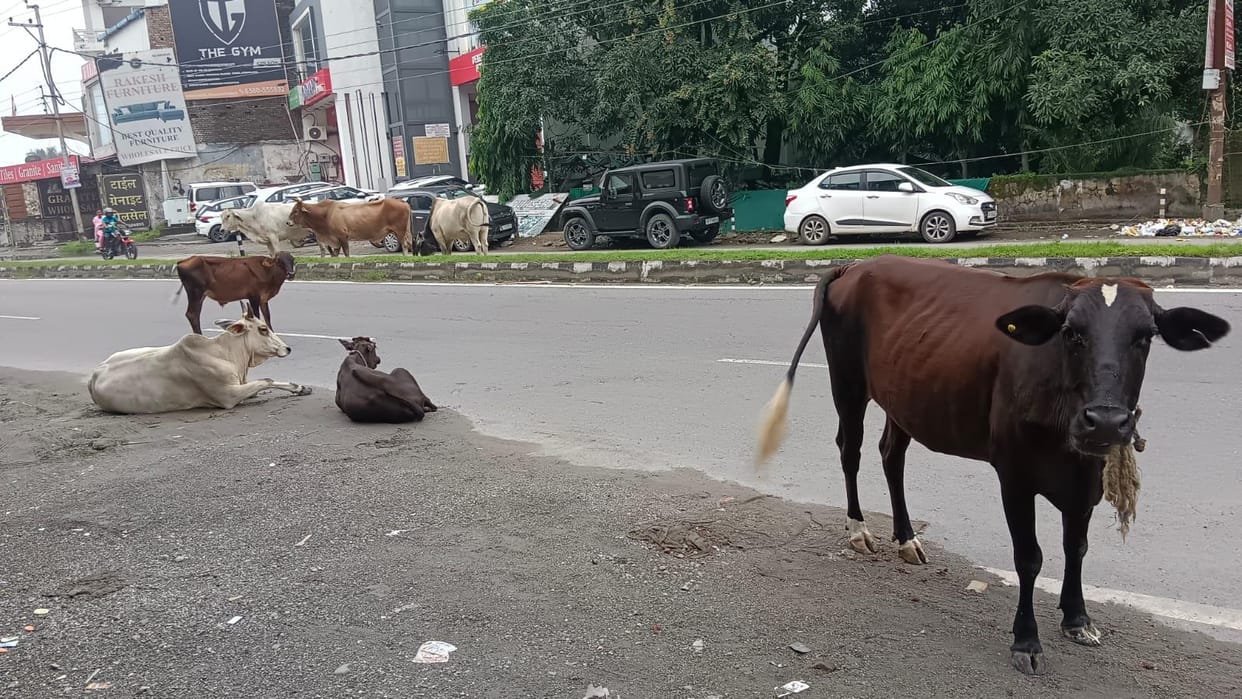 lavaris animal creating problem in ponta city