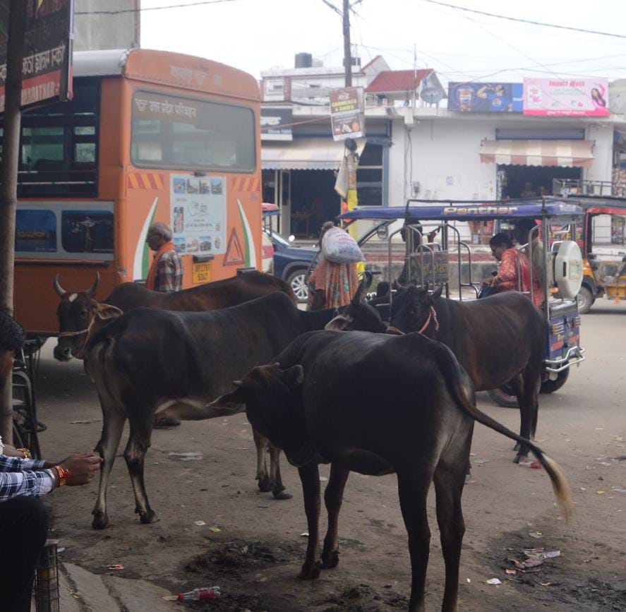 Six thousand stray animals in cow shelters... still the people of the district are not safe