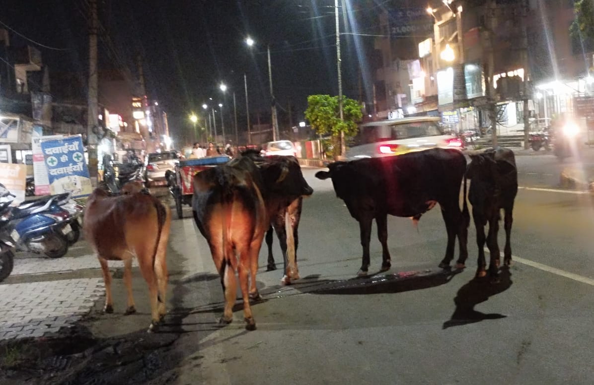 The campaign to catch the cows is dying