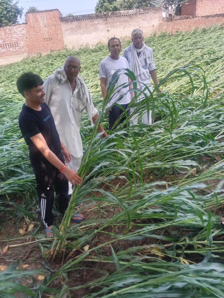 Demand for compensation for crops destroyed by rain