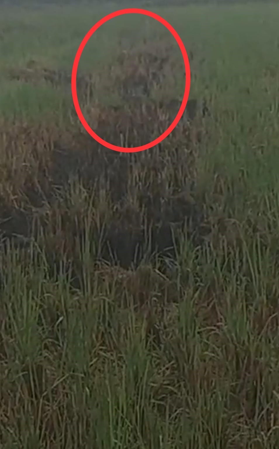 Leopard cubs roaming in the fields of Aulina village, video goes viral