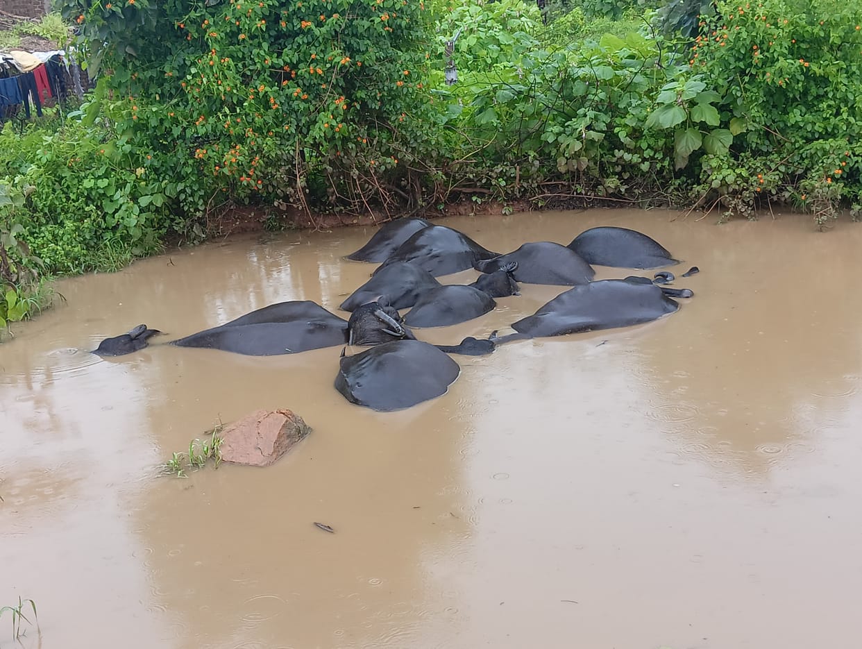 Tikamgarh News: Buffalo died due to electric shock