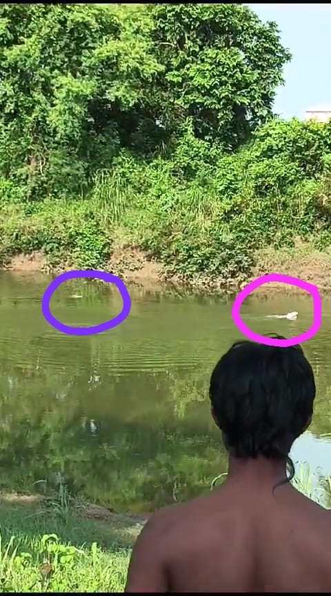 Damoh Crocodile went after the dog to hunt, dog crossed the river to save its life, video went viral