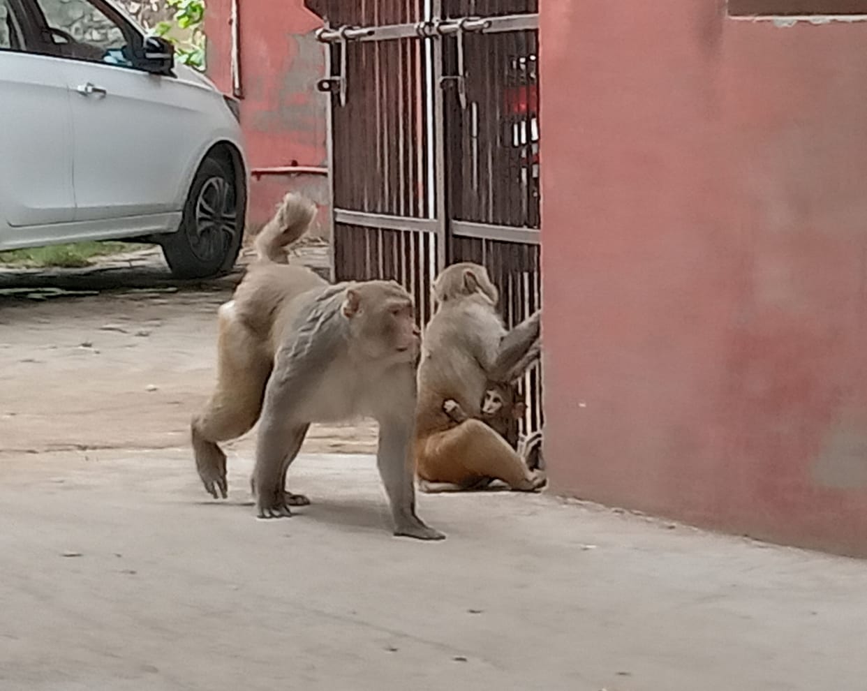 people bothered by monkies