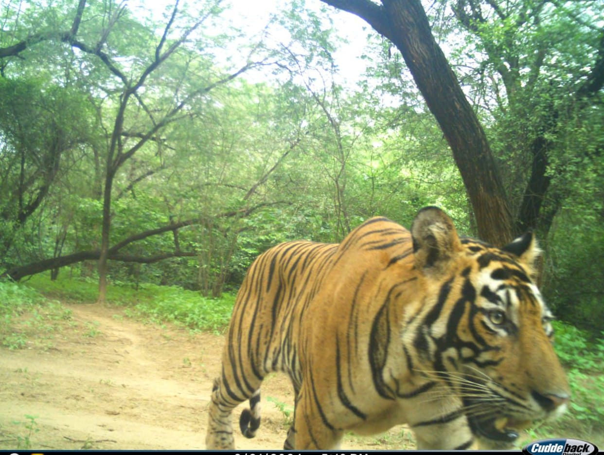 Installed the cage, released the prey... still the tiger was not caught