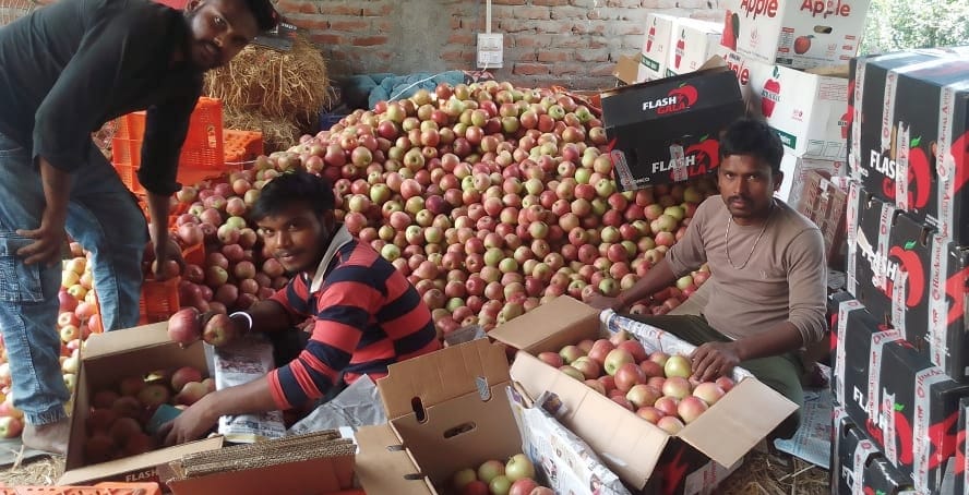 Apples worth lakhs will be sold in sheds