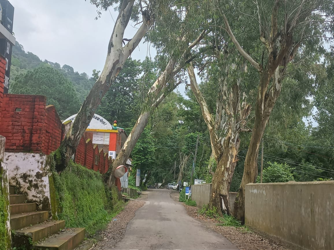 Big white-poplar trees in Beed are increasing the possibility of accidents.