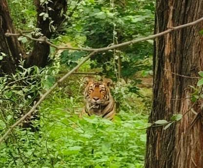 Tiger seen in Jhabua forest in the morning