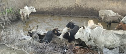 Tikamgarh News: तीन दिन से भूख-प्यास से तड़प रहा था गोवंश, सचिव और प्रभारी ग्राम सहायक निलंबित