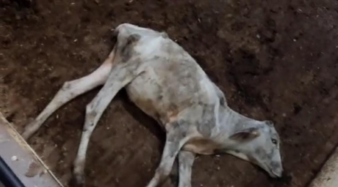 Chaos in the cowshed of Churai Dalpatpur, four cows in dying condition