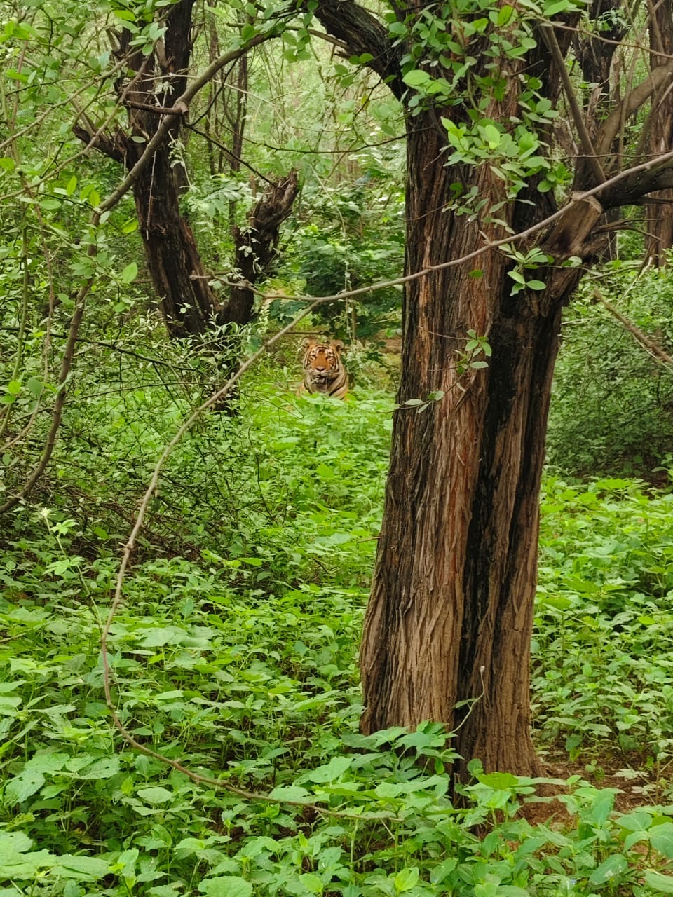 Forest department team engaged in rescue, tiger not caught
