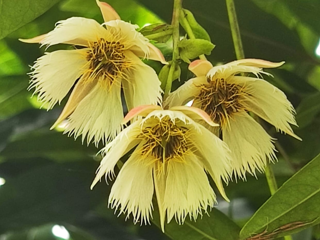 Rudraksh tree covered with flowers in Harju temple of Gangolihat