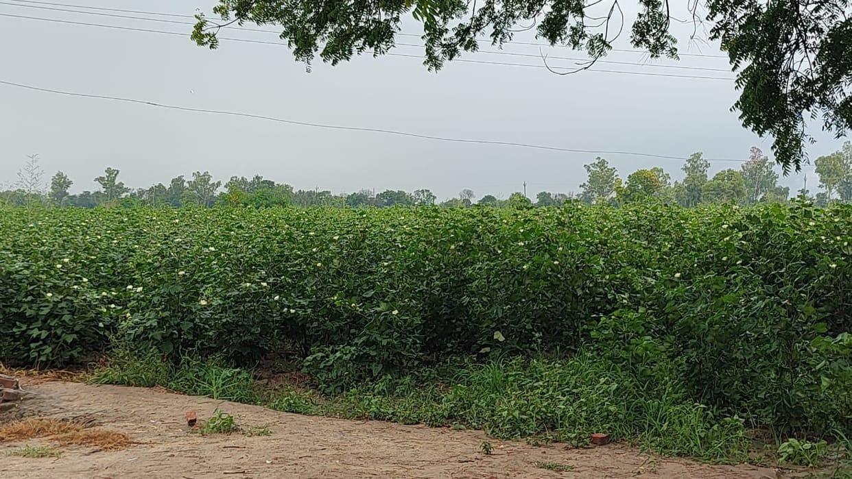 Team inspecting Narme, no pink bollworm infestation yet