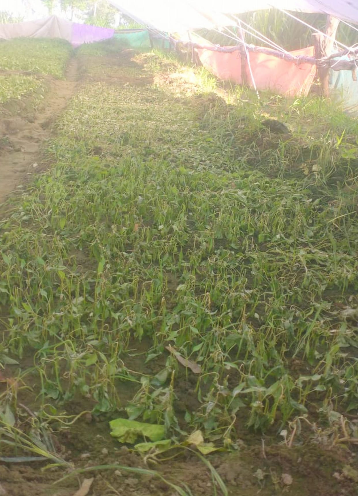 Crop destroyed by spraying medicine, demand for compensation