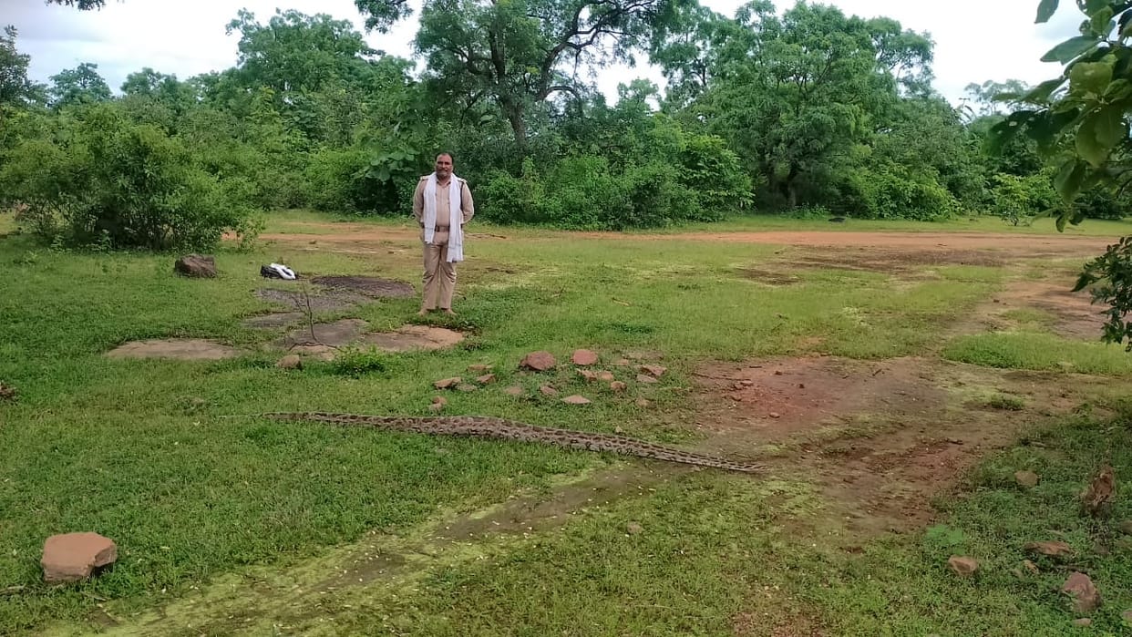 Damoh A ten feet python rescued by the forest deparment from a farm