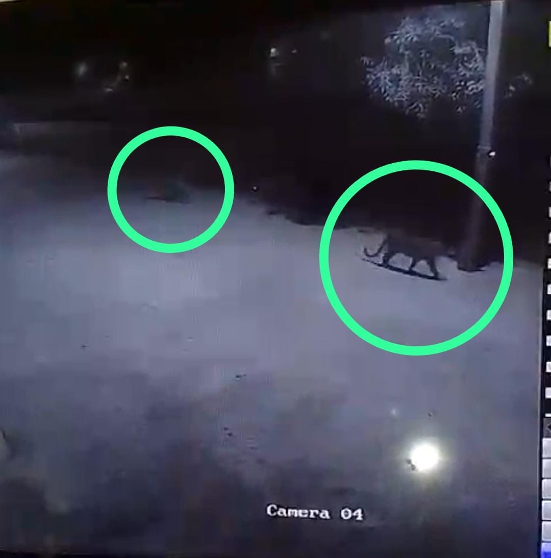 Panic due to sighting of two leopards outside Drona Sagar