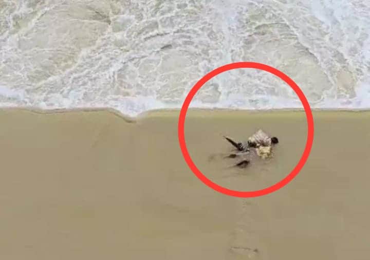 मेज नदी के सैलाब में साधु बहा