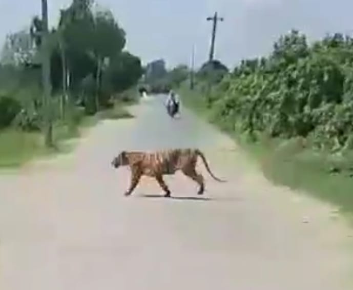 Preparations to catch the tiger active near Lohia Bridge