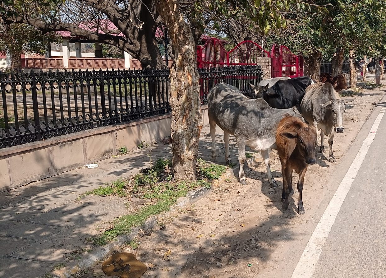 Crisis of space to keep destitute cattle, administration is not able to find solution