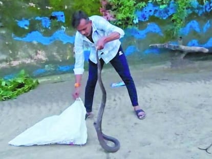 India's silent killer Snakebite know interesting facts about snake in india in hindi