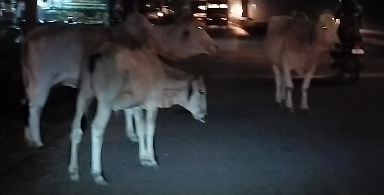City Council's campaign to catch abandoned animals stalled again