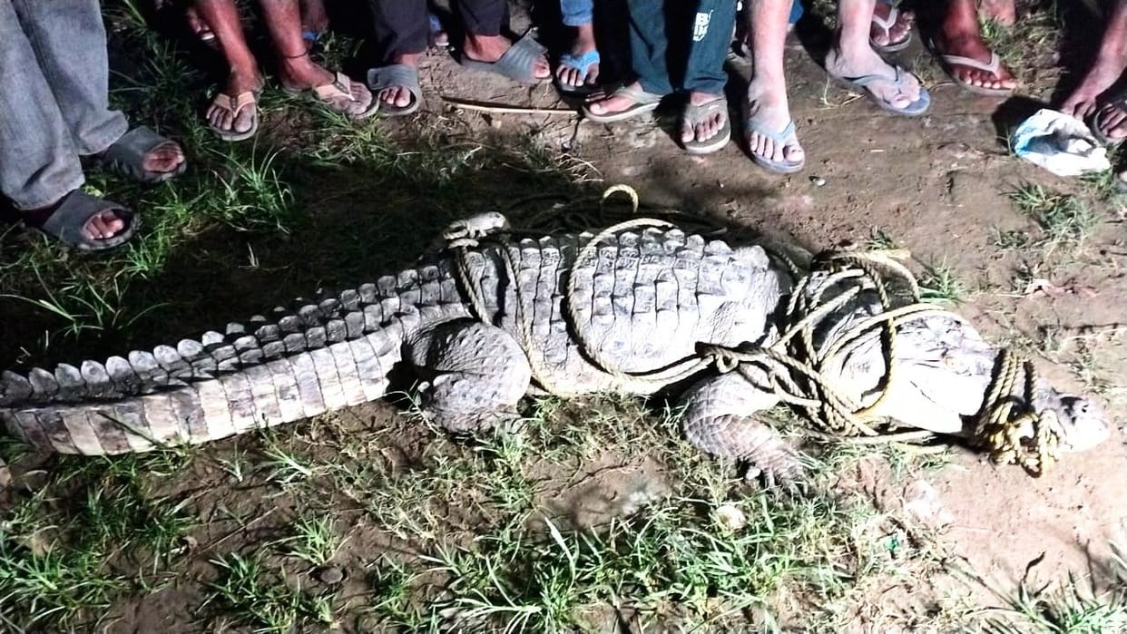 Crocodile seen in the field, when the forest department team did not come, the villagers caught it themselves