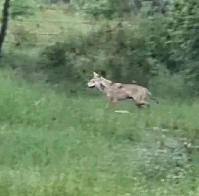 Terror of wolf in Devipatan division too, goat eaten