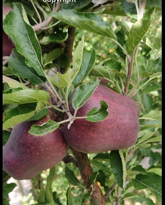 28,855 apple boxes sent from Kinnaur district