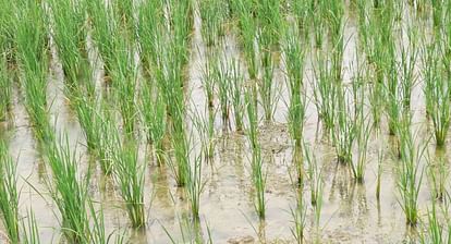 Agriculture News Experts advise farmers to add nitrogen to high-yielding varieties of paddy