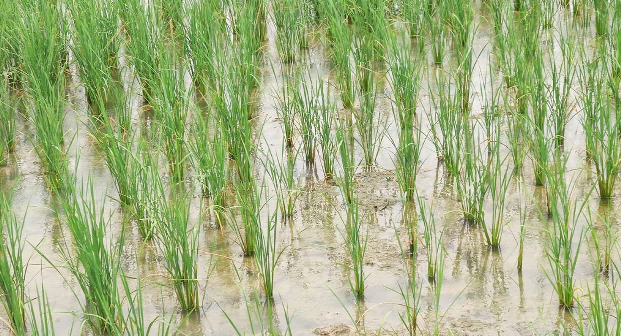 Flood like situation in the city due to lack of drainage