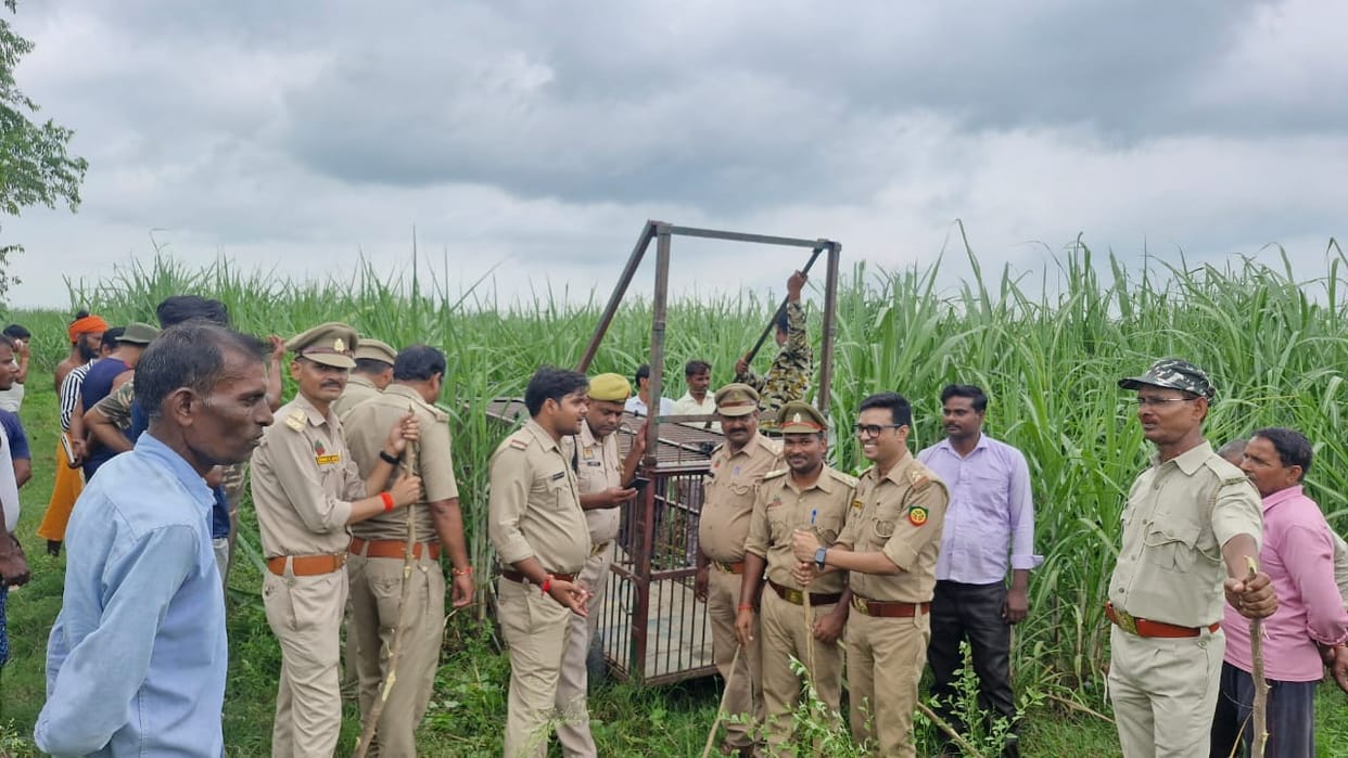 Enraged villagers flew drone in fields to locate tiger