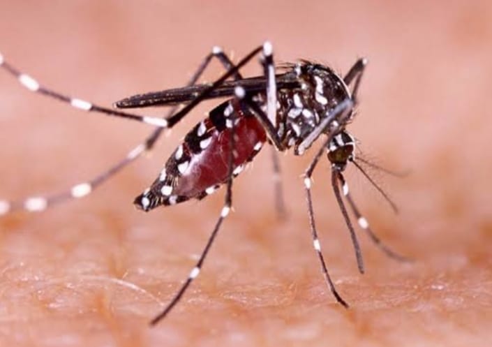 Dengue outbreak increasing in Aligarh district