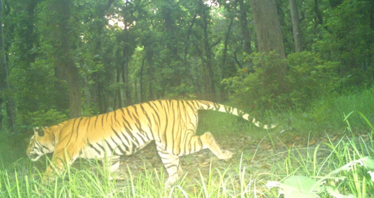 Villagers losing sleep due to fear of tiger in Lakhimpur Kheri