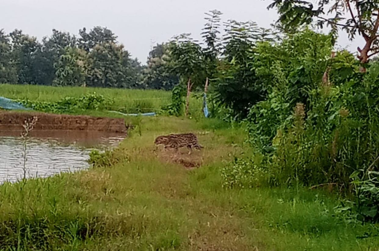 Leopard captured in CCTV camera of Khairahi village, officials said fishing cat