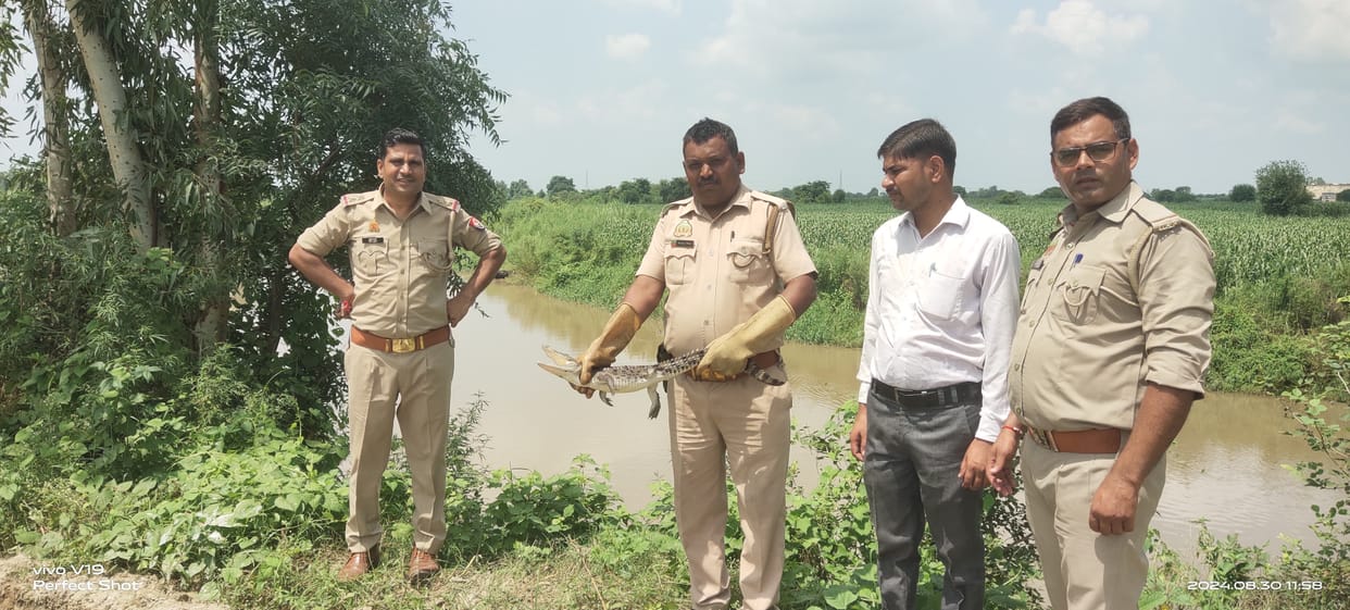 Crocodile reached the fields in Kauriaganj