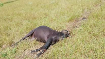Three Animals Die Due to Electric shock