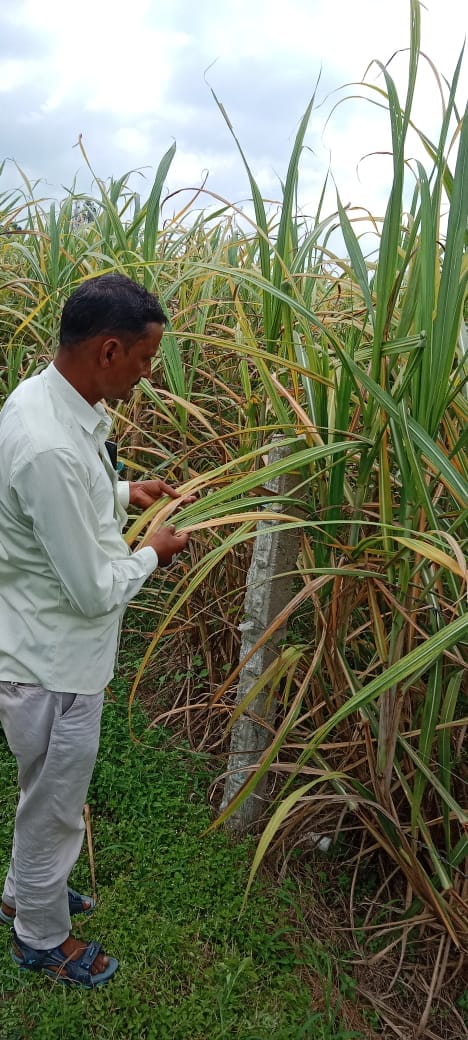 Farmers worried due to drying of sugarcane crop, demand for rescue