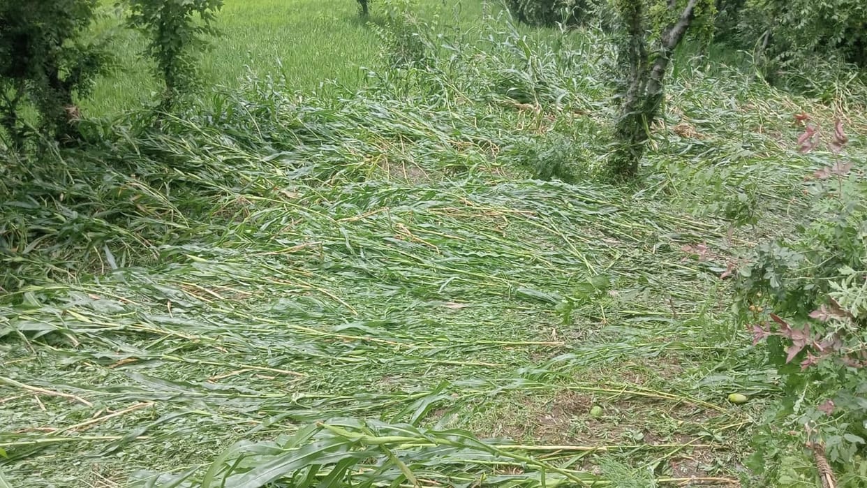 Apple and corn crops destroyed due to pipe burst of private project