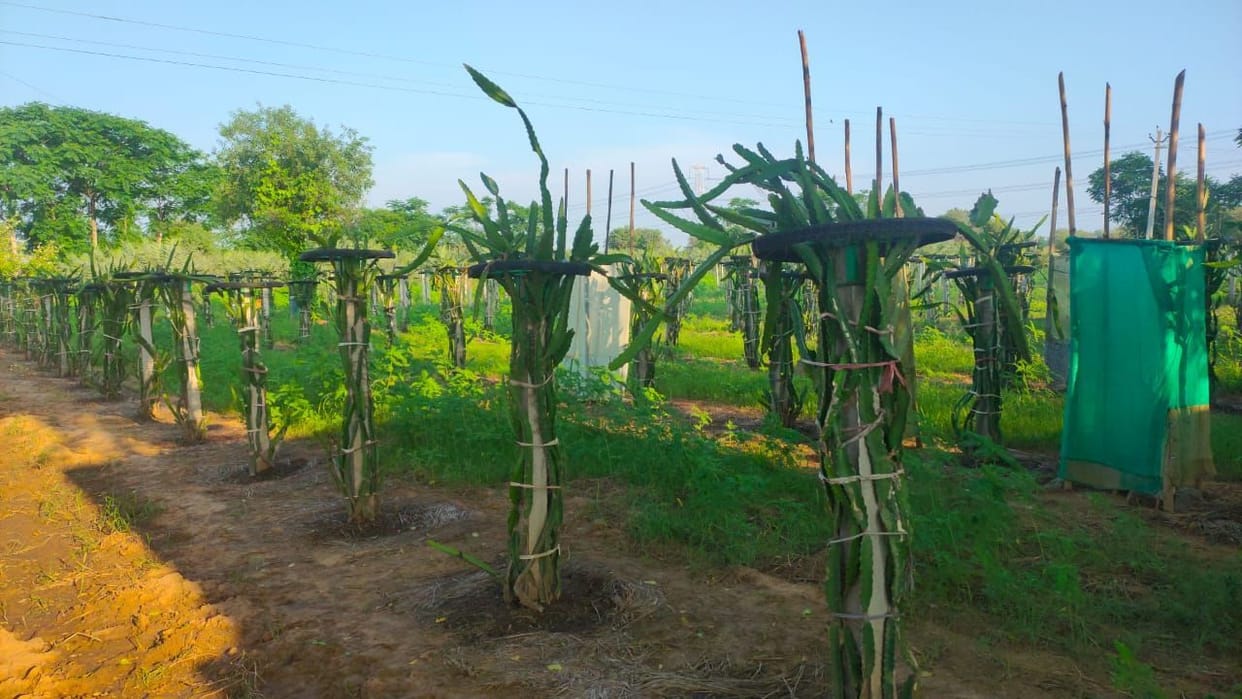 Farmers are earning profit from dragon fruit cultivation along with traditional farming.