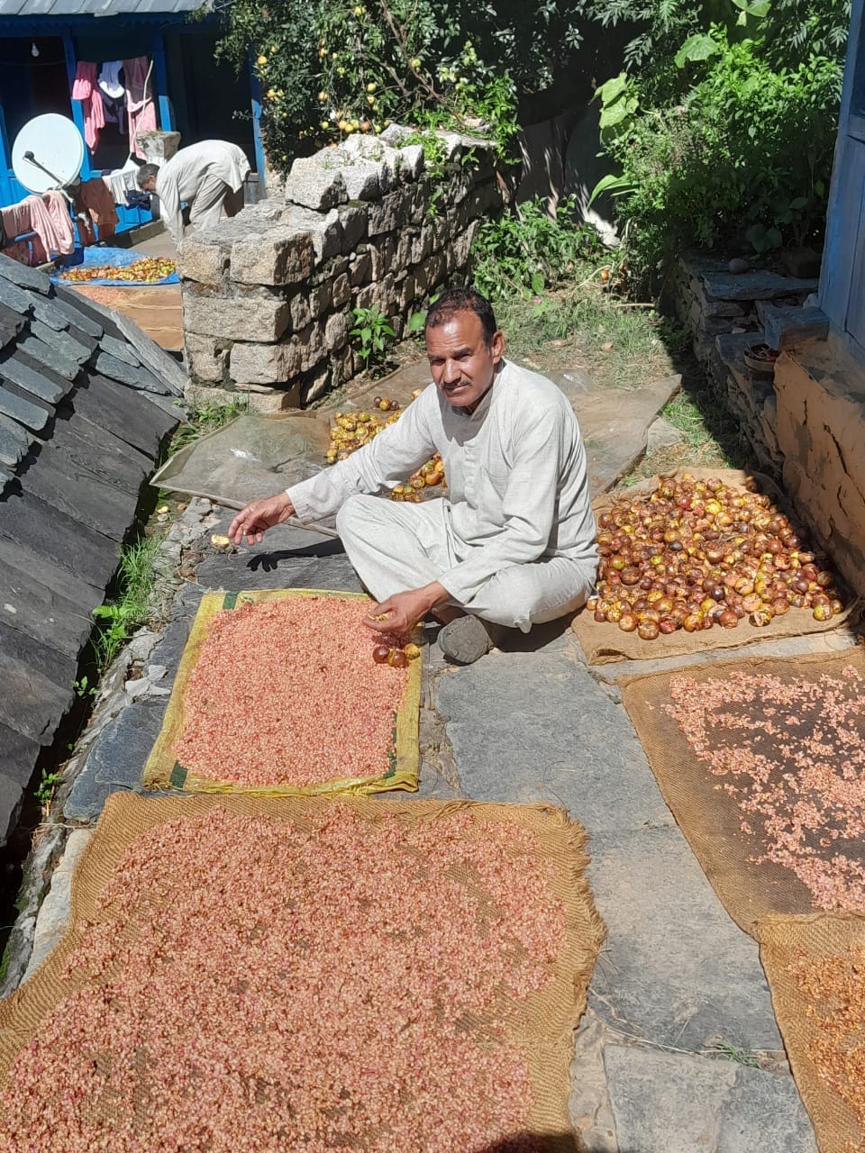 Wild pomegranate ready, improving the economy of gardeners