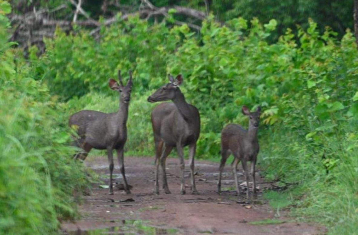 Wildlife Division will build a transit treatment center in Chamoli Injured wildlife will be treated in center