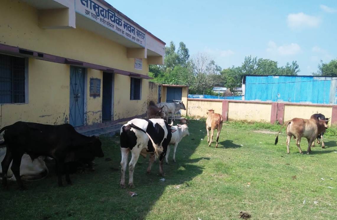 Cows were locked in the barat ghar, kept suffering from hunger and thirst.