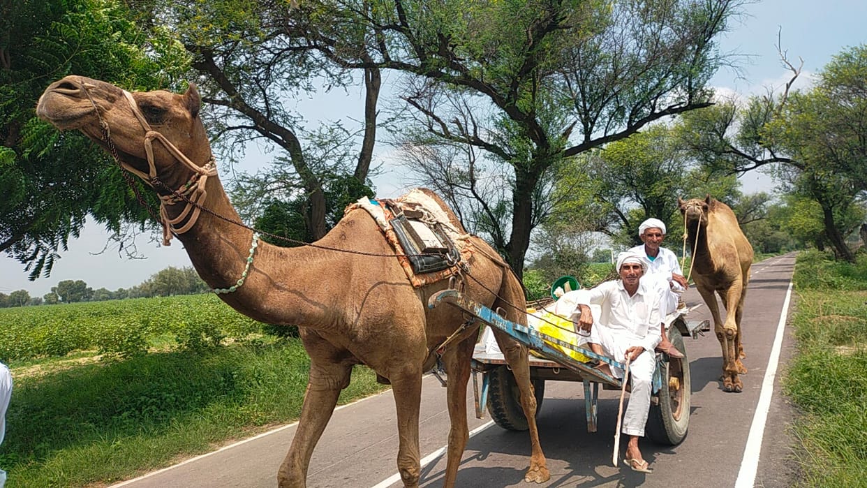 The Animal Husbandry Department is delighted with the increase in the number of camels in the Gogamedi fair