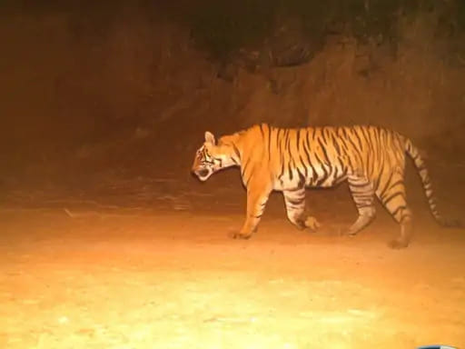Big cage ordered from Gujarat to catch tiger