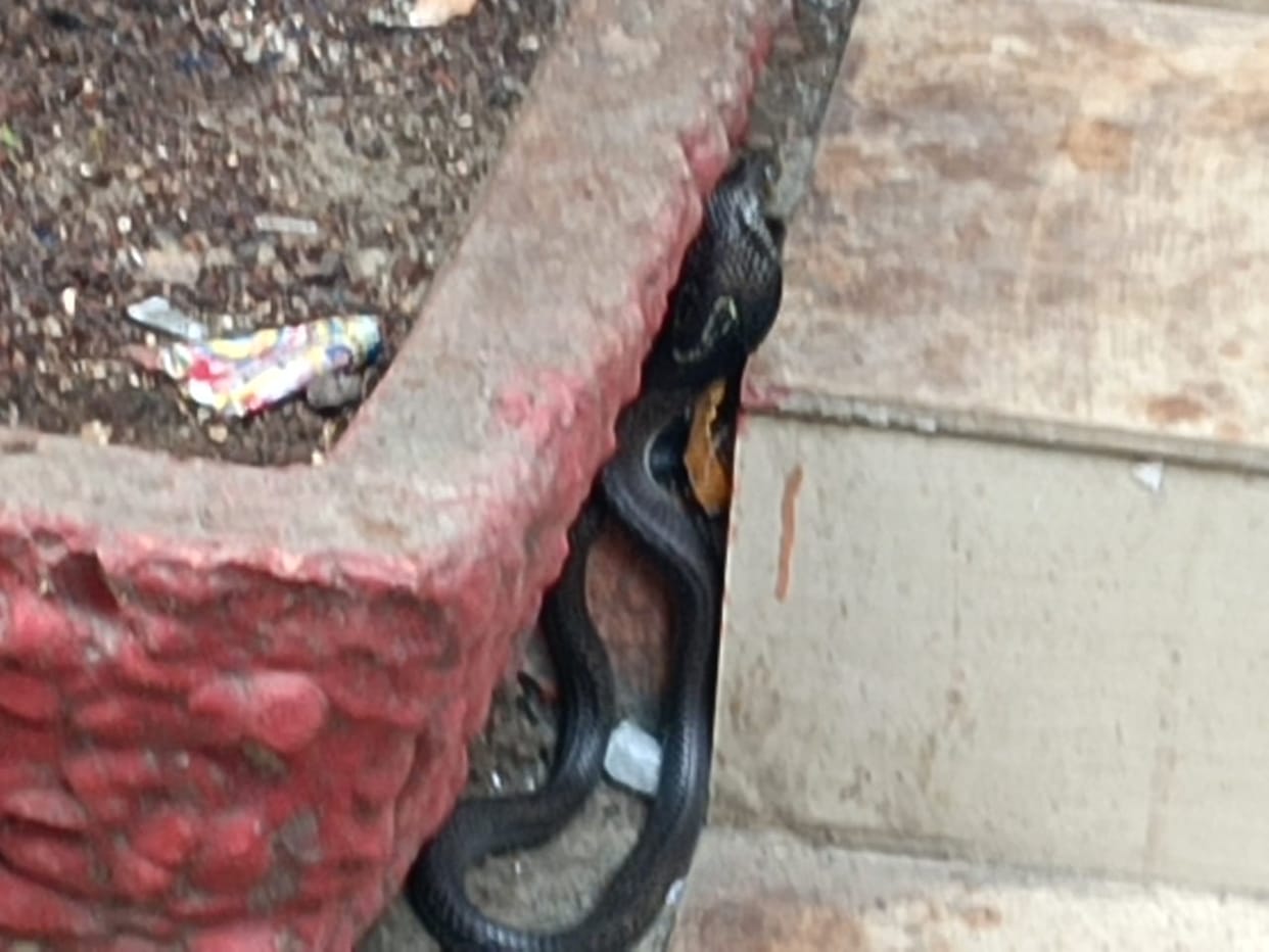 A snake appeared in the PWD office premises, causing a stir