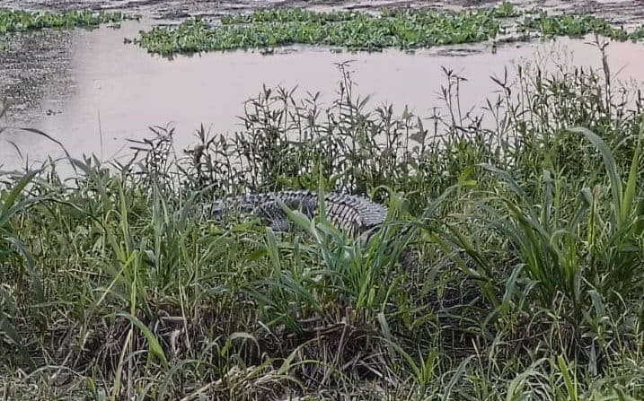 The crocodile of the pond is reaching the population of village Mussepur