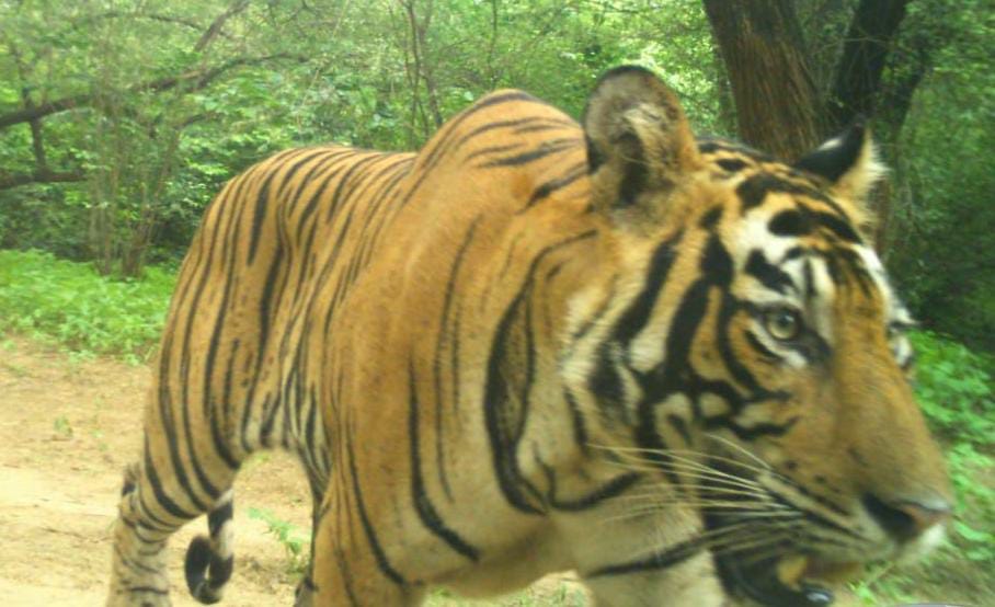 Kanpur Zoo doctor reached Bahraich to catch killer tiger, said will be successful in catching it soon