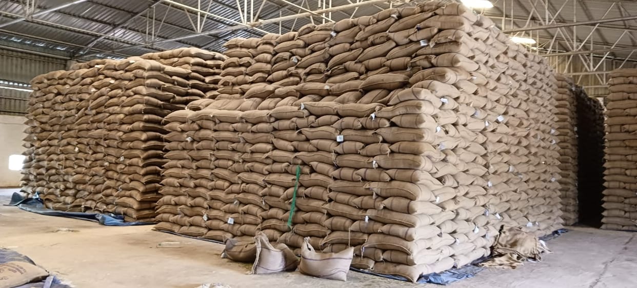 Damoh News Wheat and moong sacks stolen from government warehouse tags found in sacks at thieves house